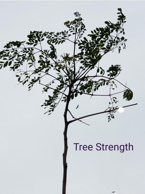 Welcome to Tree Strength© (As Strong As A Tree) - TreeStrength